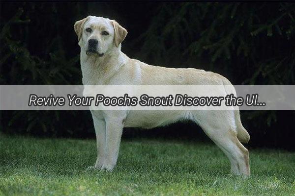 Revive Your Poochs Snout Discover the Ultimate Remedies for Swollen Dog Muzzles